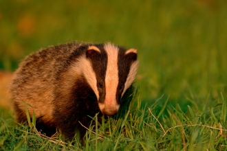 Badger