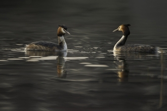 Great crested grebe