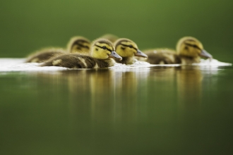 Ducklings