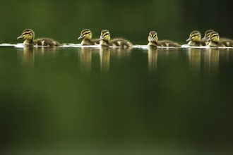 Ducklings