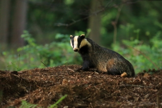 Badger (C) Jon Hawkins