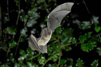 Bat