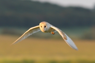 Barn Owl (c) Gary Cox