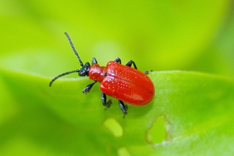 Lily beetle