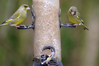 bird feeder