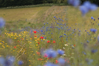 wildflowers