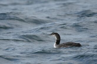 Caption: Great northern diver (Gavia immer) in non-breeding plumage near the isle of Coll. July 2011. Credit: Chris Gomersall/2020VISION