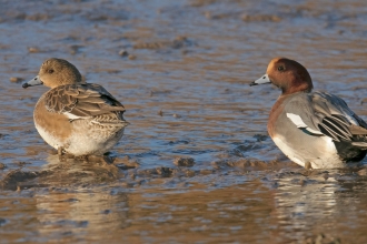 Wigeon (c) Chris Gomersall/2020Vision