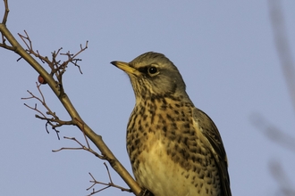 Fieldfare