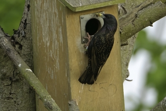 nest box