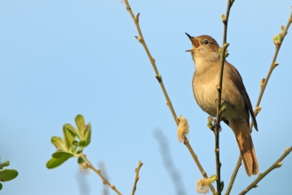 Nightingale