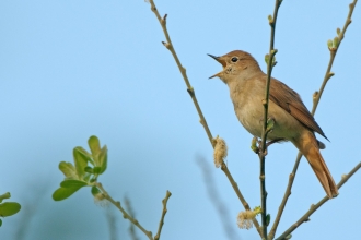 Nightingale (c) Chris Gomersall/2020Vision