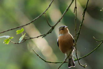 Chaffinch