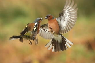 Chaffinch (c) Jon Hawkins