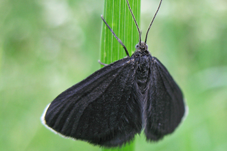 Chimney sweeper moth