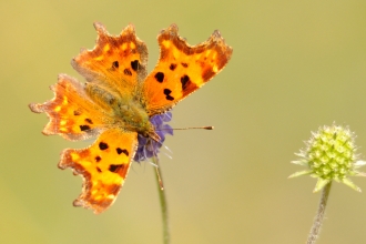 Comma (c) Amy Lewis