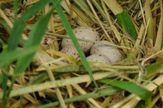 Coot eggs