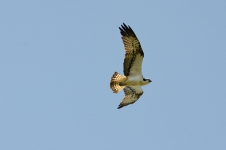 Osprey (C) David Tipling