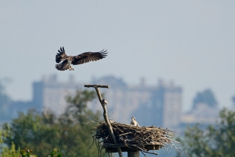 Osprey at Manton Bay, Rutland Water