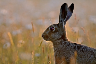 Brown Hare David Tipling