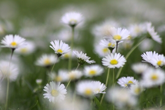 Daisies