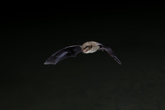 Flying Bat