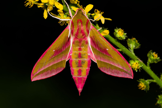 Elephant hawkmoth