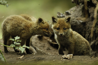 Fox cubs