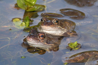 COMMON FROG