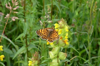 Glanville fritillary