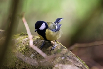 Great Tit (c) David Hopley