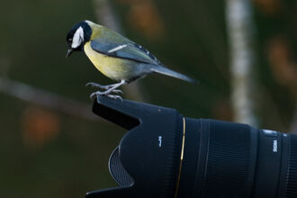Great tit on camera (c) Bob Coyle