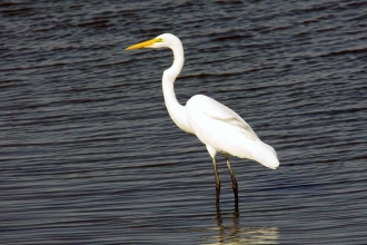 Great White Egret (c) Derek Moore