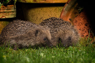 two hedgehogs