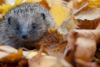 Hedgehog in autumn leaves (captive, rescue animal)