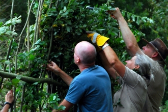Hedge laying (c) Zsuzsanna Bird
