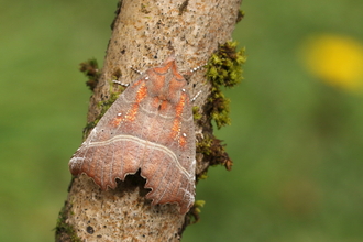 A herald moth resting on a branch