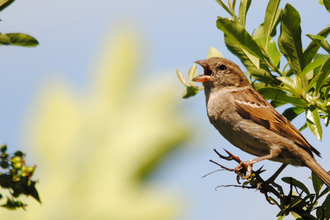House sparrow