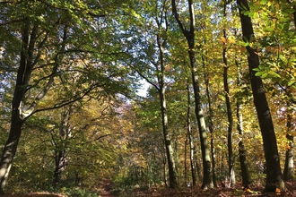 Autumn woodland