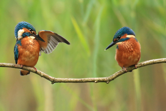 Kingfishers