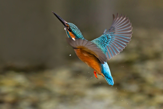 Kingfisher