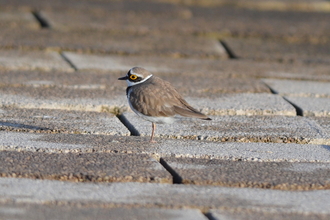 Little ringed plover