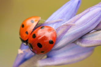7 spotted ladybirds