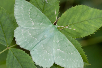 A large emerald moth resting on a leaf