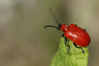 Wasp Beetle (Clytus arietis)