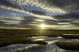 Peat bog