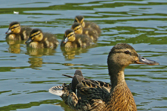 Mallard ducklings