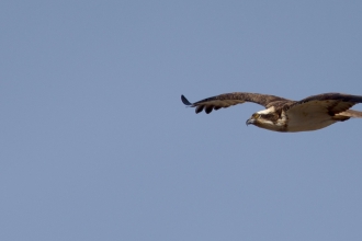Dyfi Osprey