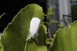 A fluffy, white brown-tail moth resting on a leaf