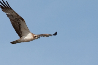 Osprey